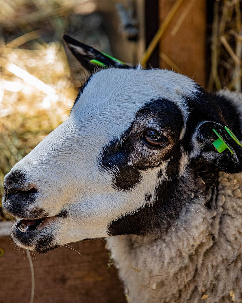 Schapen en geiten houden: regel UBN, oormerken en I&R vóór de aankoop