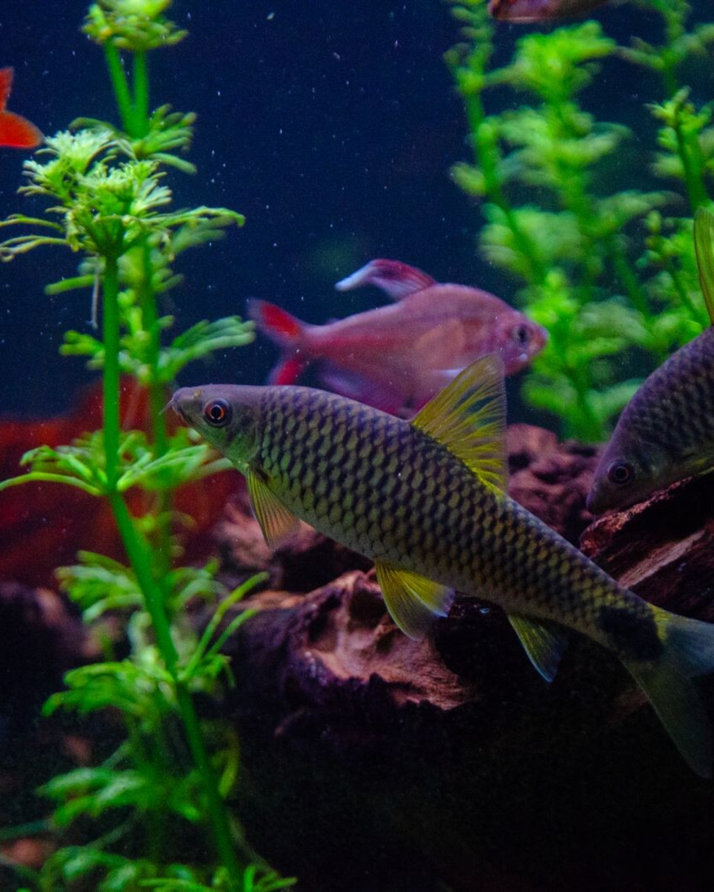 Aquariumwater begrijpen: waarom een stabiele trend meer zegt dan “alles goed”