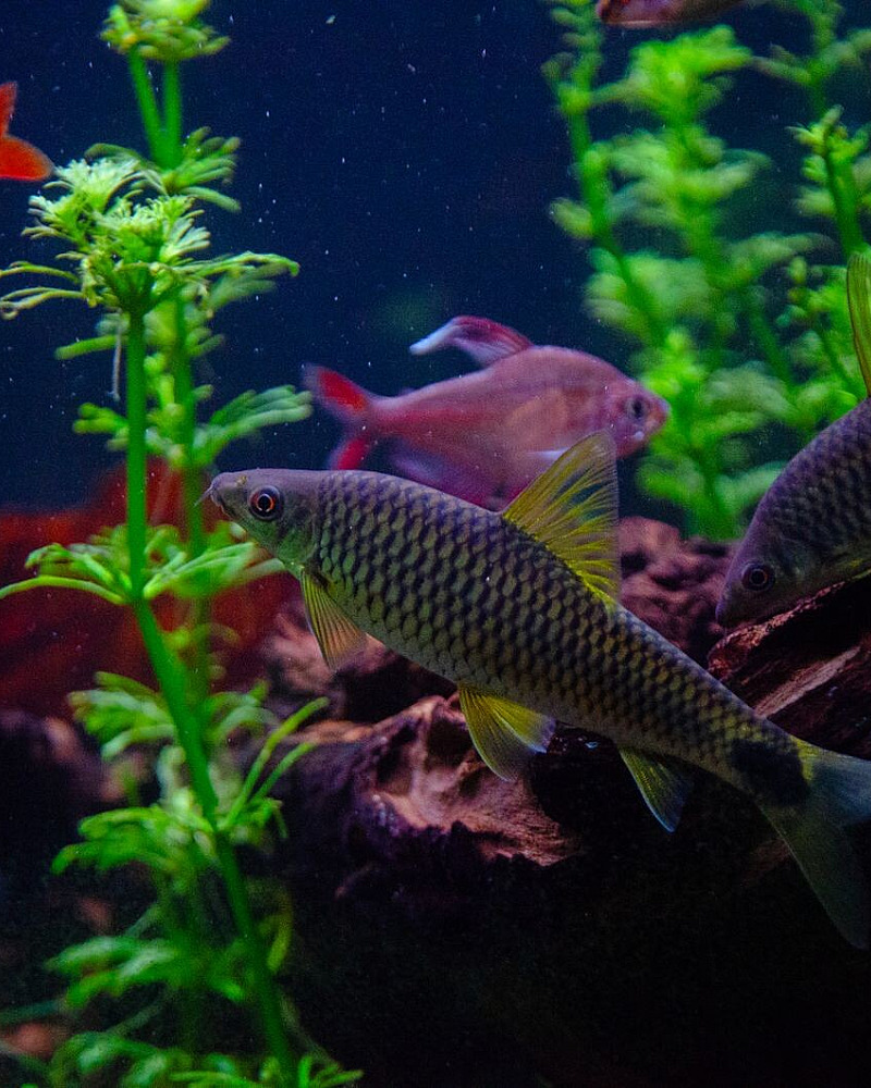 Aquariumwater begrijpen: waarom een stabiele trend meer zegt dan “alles goed”
