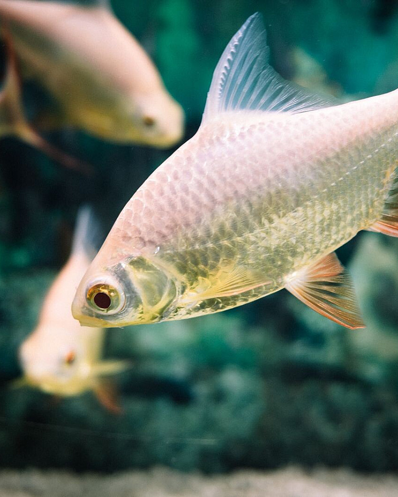 Nieuwe vissen in quarantaine: bescherm het aquarium vóór je iets ziet