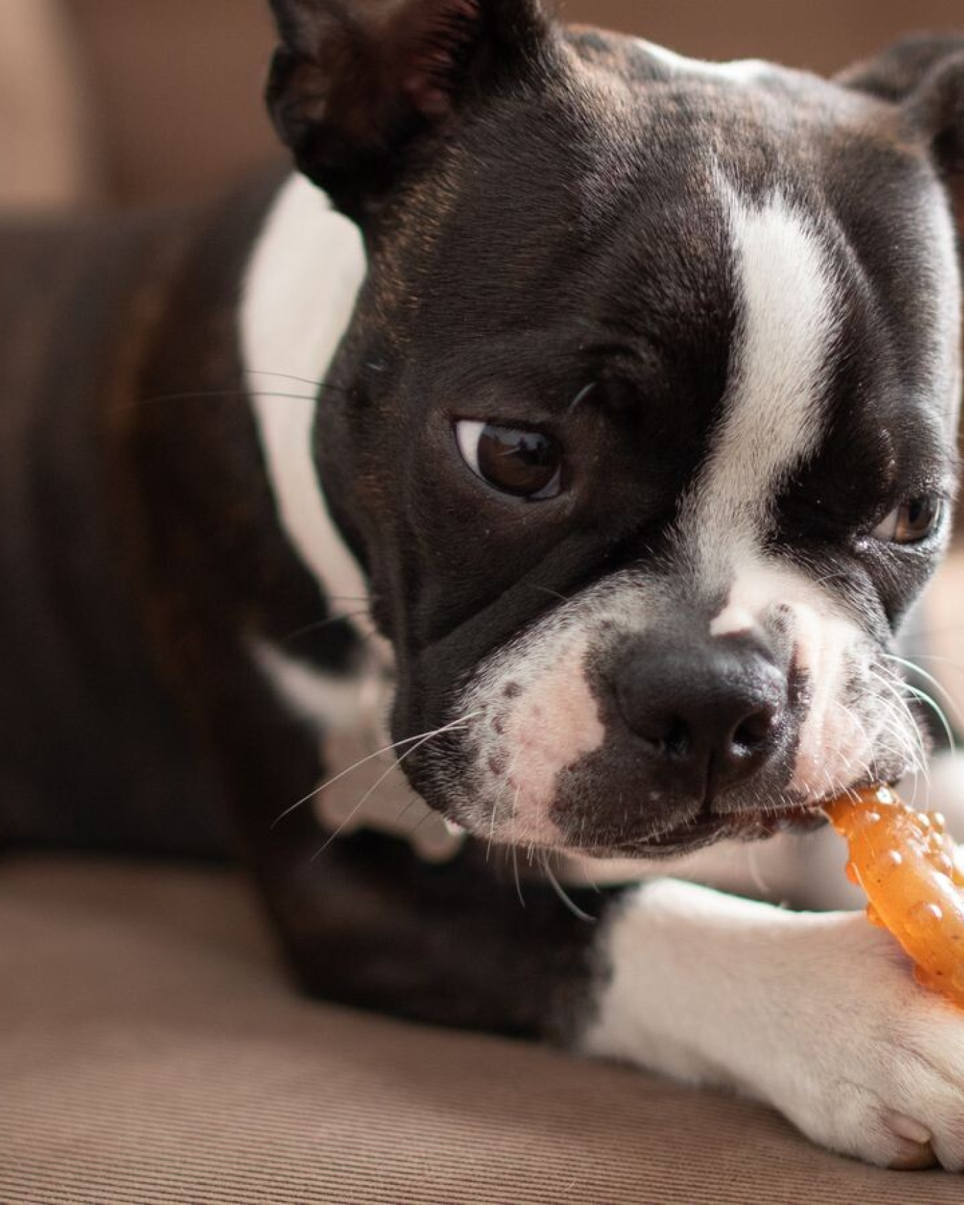 Puppy bijten afleren: wat werkt wél?