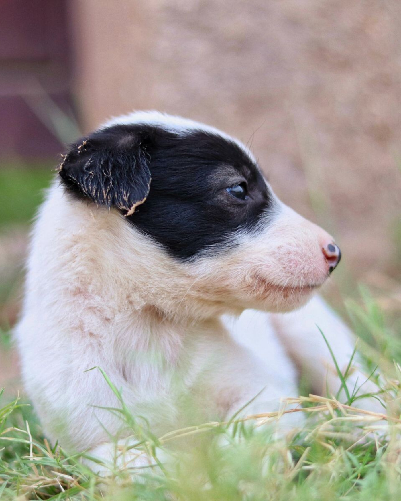 Puppy zindelijk maken: een praktisch stappenplan