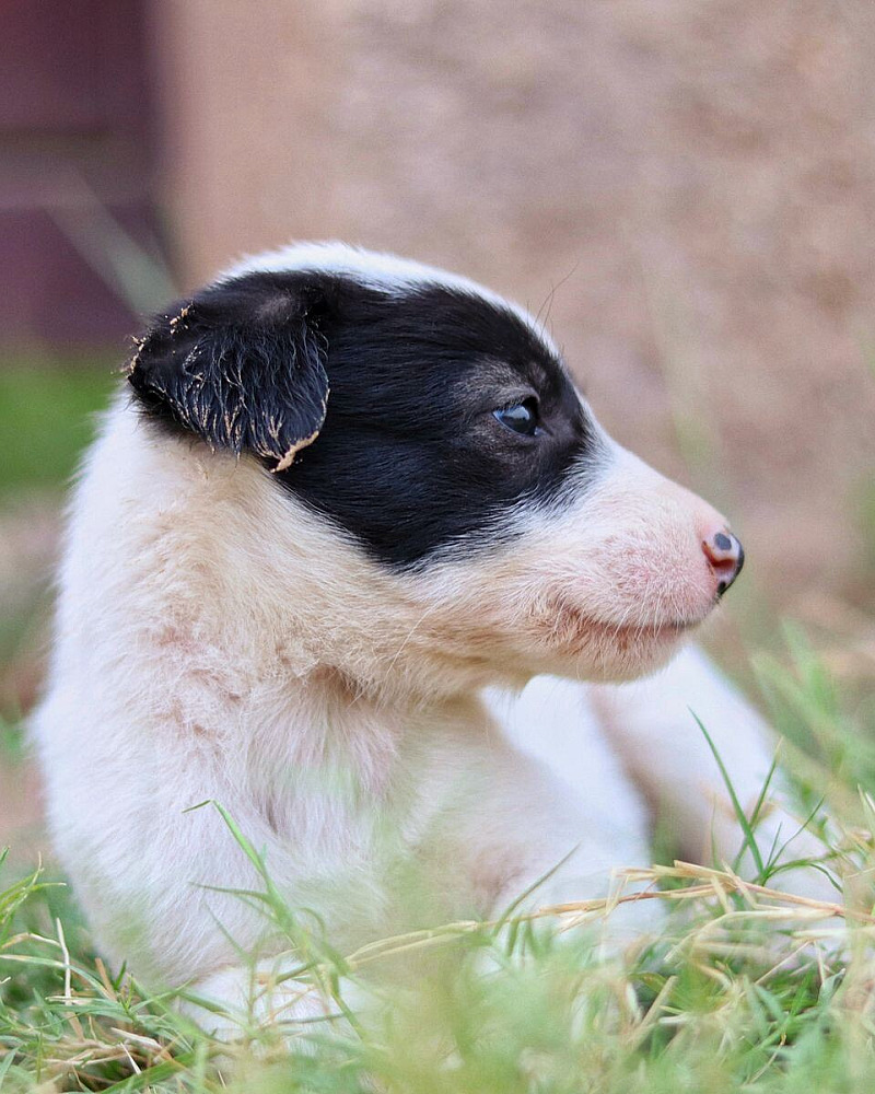 Puppy zindelijk maken: een praktisch stappenplan