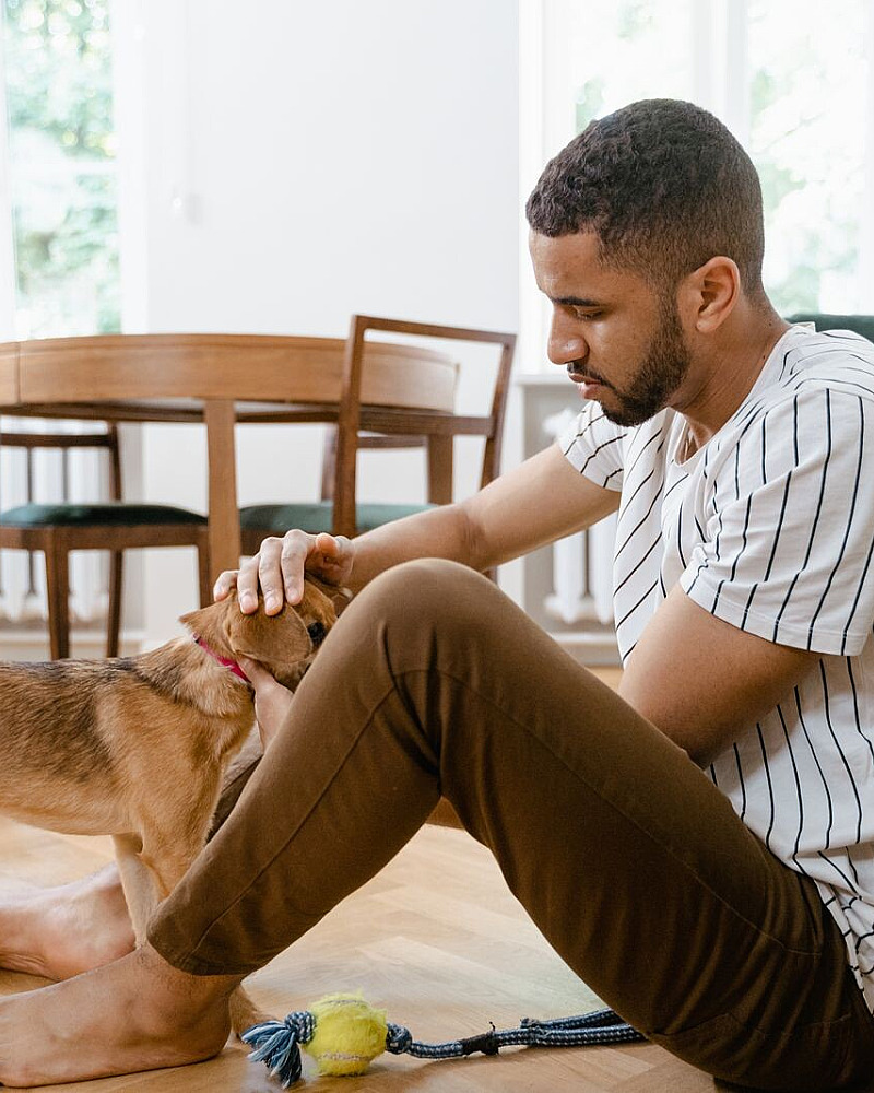 Volwassen hond adopteren: zo vind je een goede match