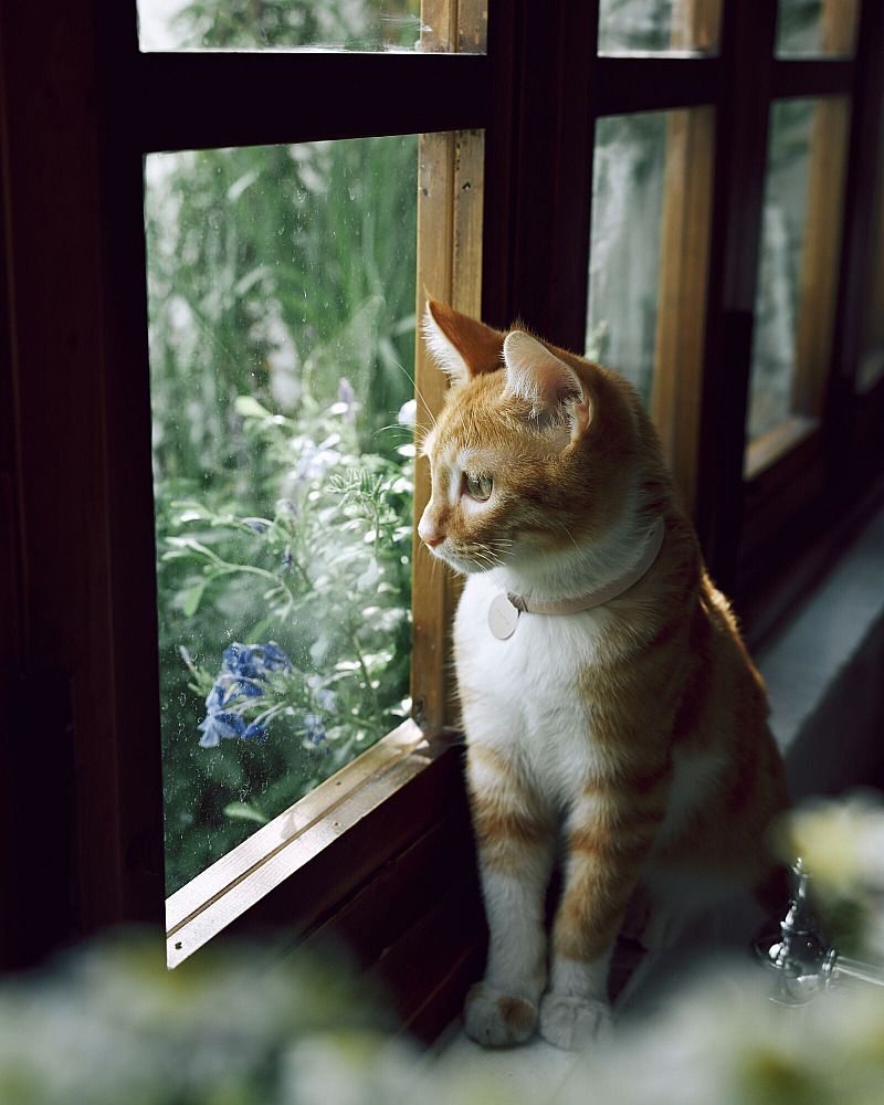 Binnenkat of buitenkat? Zo maak je een veilige keuze