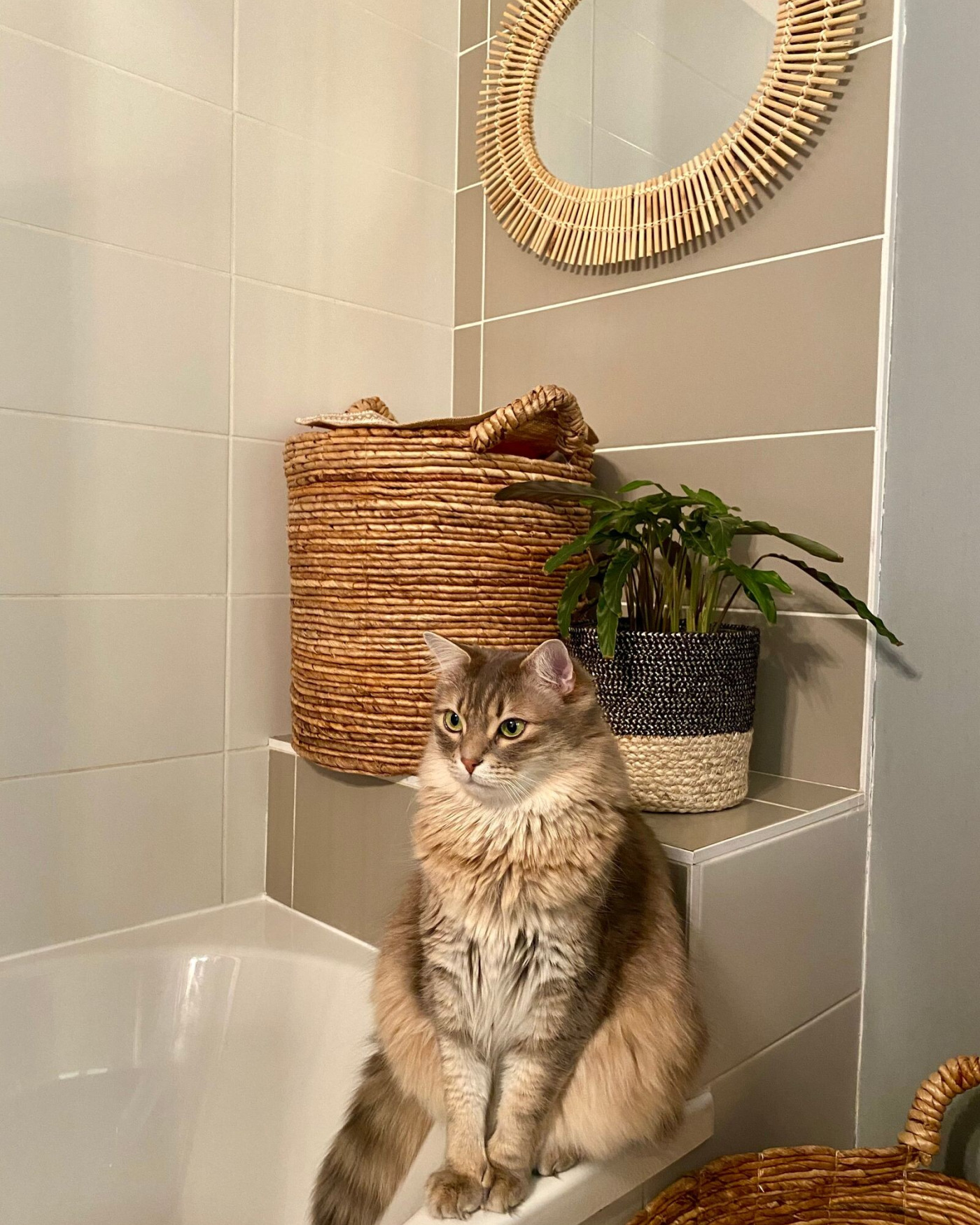 Kat plast naast de kattenbak: oorzaken en oplossingen