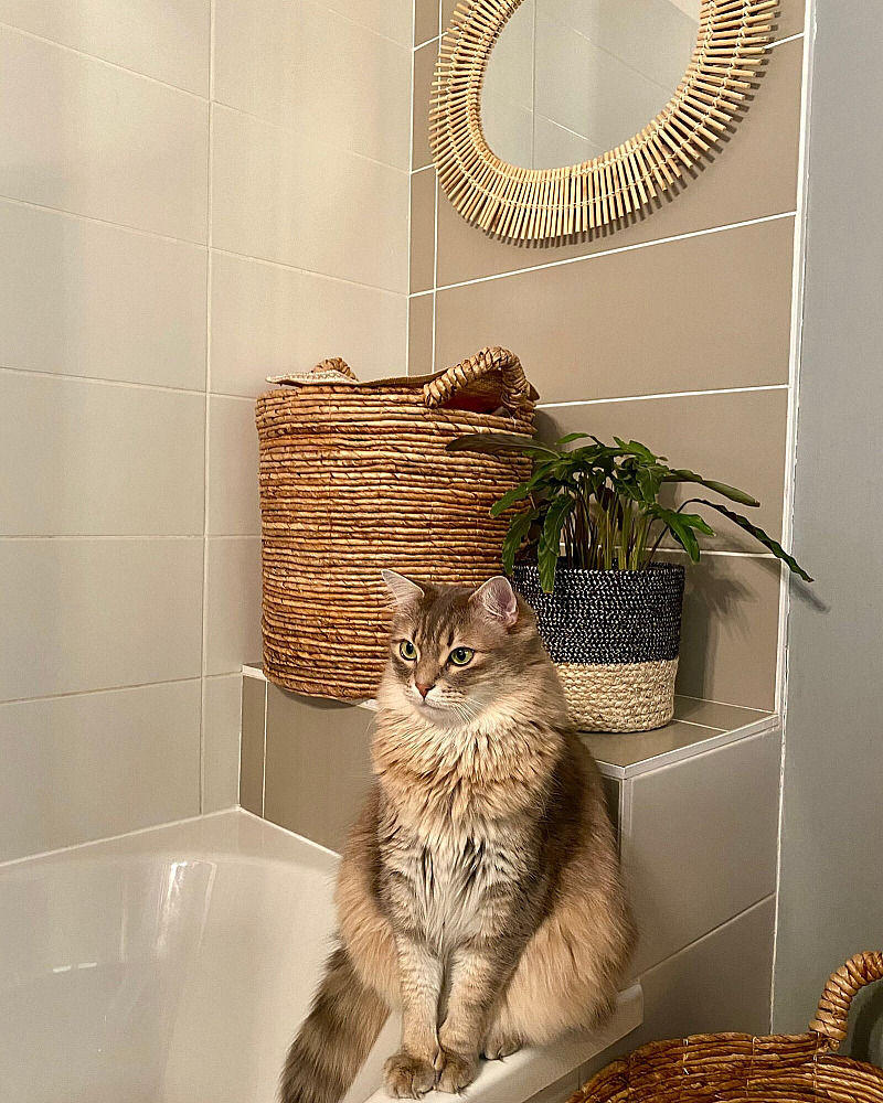 Kat plast naast de kattenbak: oorzaken en oplossingen