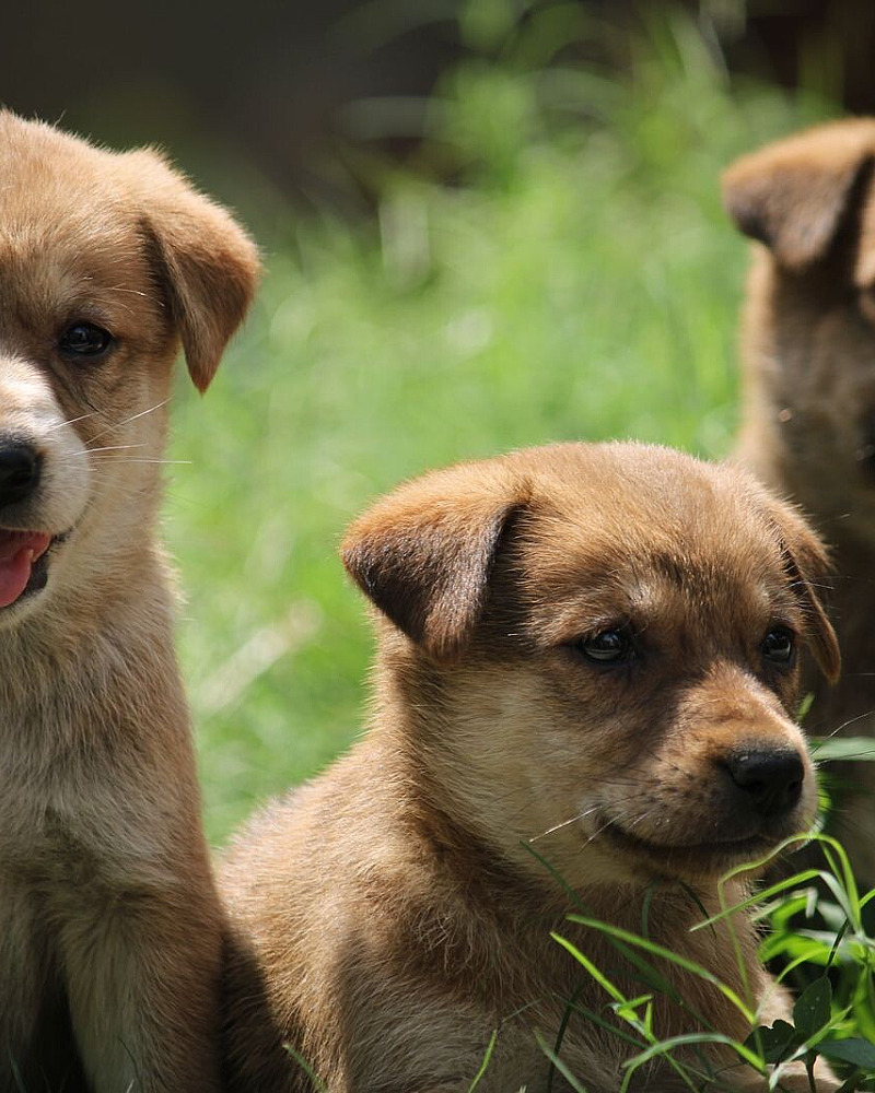 Puppy verkopen: wat mag en moet in Nederland
