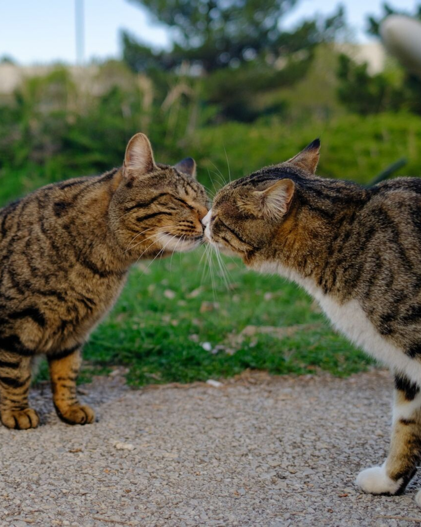 Katten aan elkaar laten wennen: van geur naar rustig contact