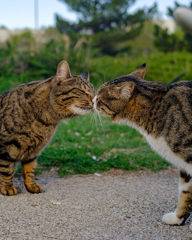 Katten aan elkaar laten wennen: van geur naar rustig contact