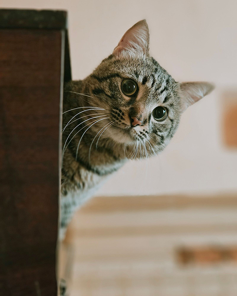 Kitten kopen: de complete checklist