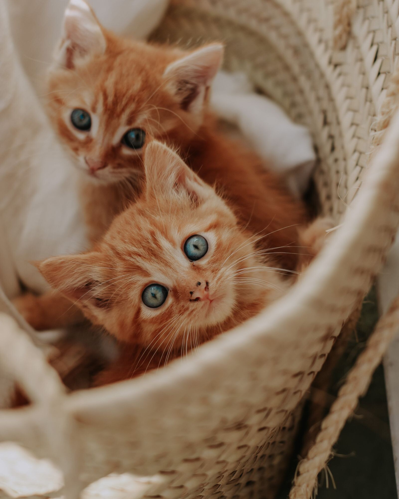 Selling Kittens: Age, Price and Advert