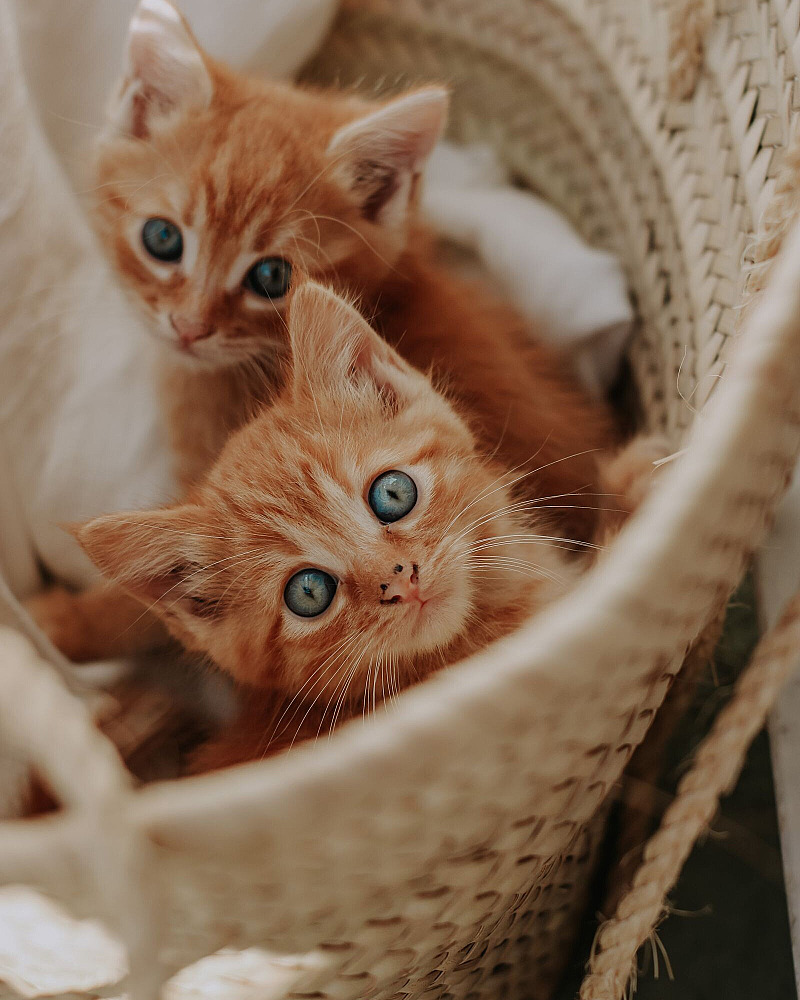 Kittens verkopen: leeftijd, prijs en advertentie