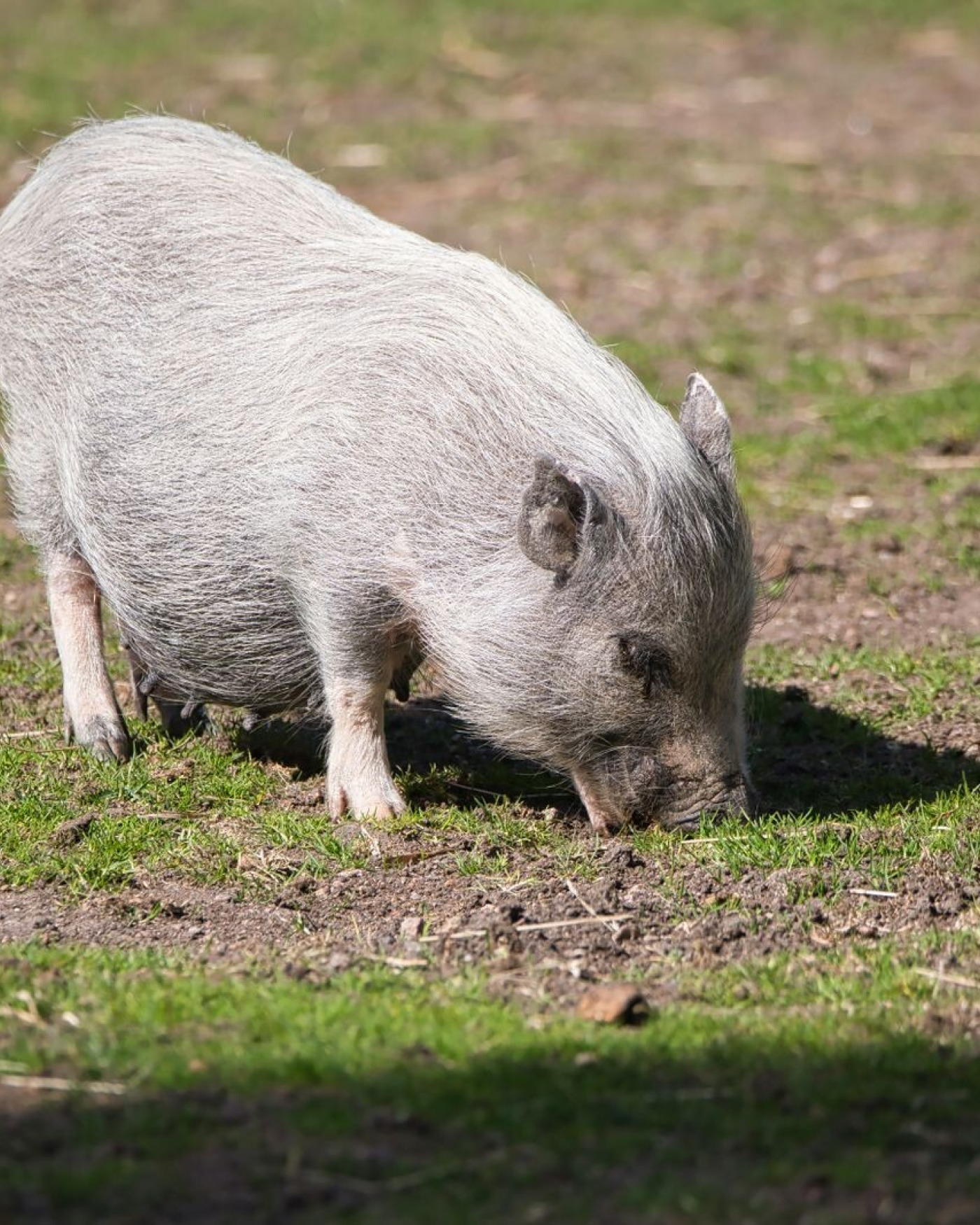 Minivarken houden: wat een hangbuikzwijn echt nodig heeft