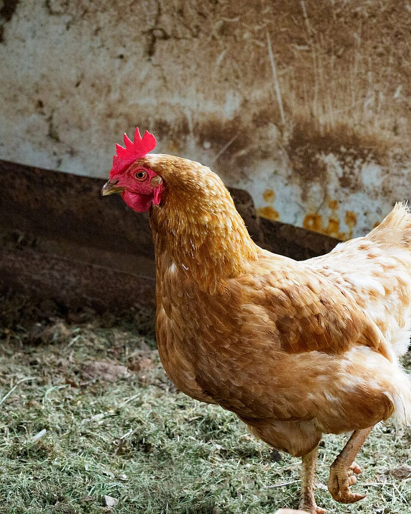 Kip legt geen eieren meer: normaal of reden voor de dierenarts?
