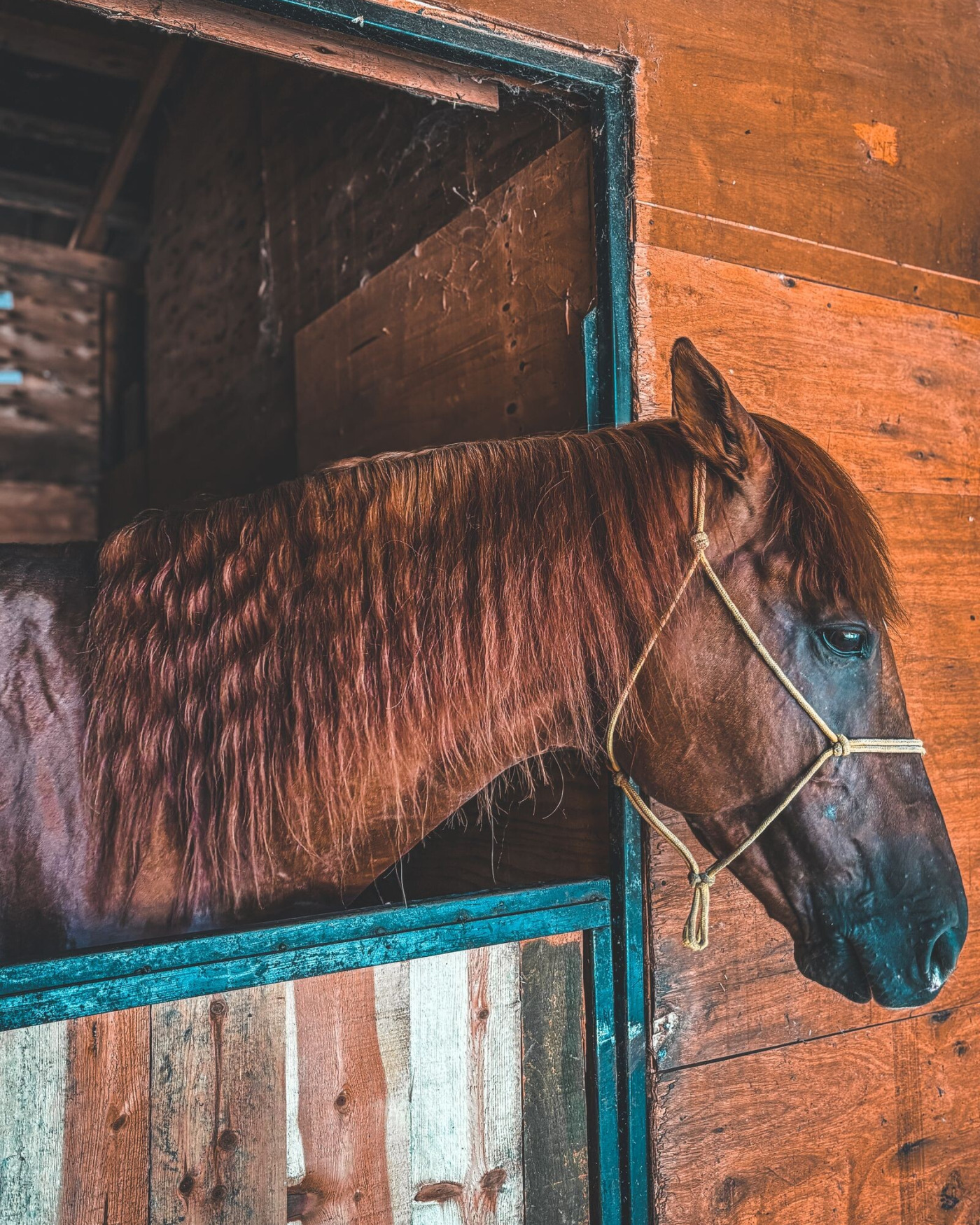 Paard ontwormen: waarom mestonderzoek beter werkt dan een vaste kuur