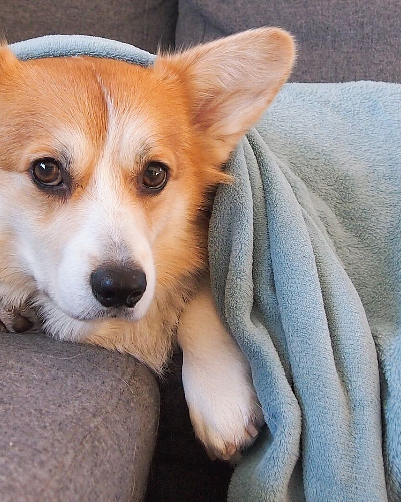 Hond bang voor vuurwerk: zo bereid je hem voor op de jaarwisseling