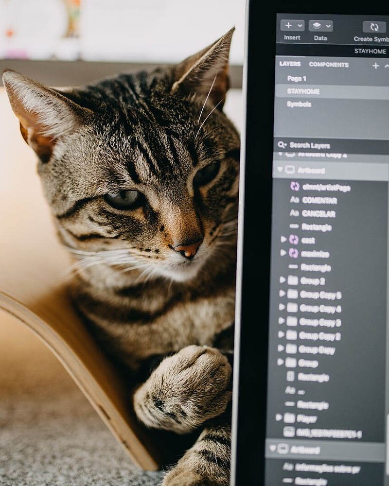 PawPeds-stamboom omzetten naar een digitale stamboom: zo werkt het